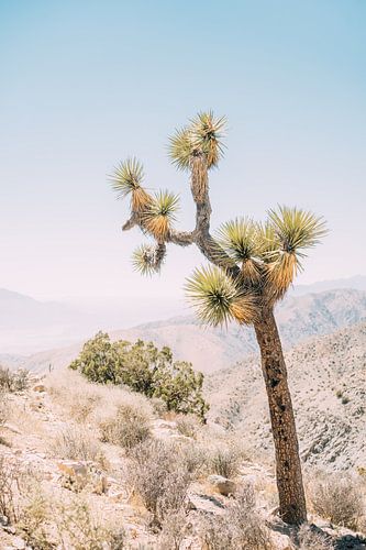 Joshua Tree
