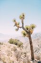 Joshua Tree van Patrycja Polechonska thumbnail