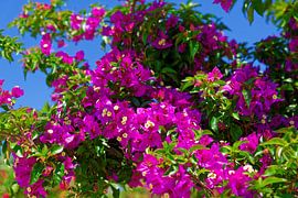 Côte d'Azur von Ken Kühlbrandt