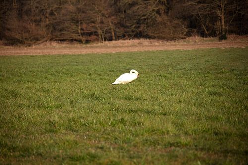 Een zwaan op een weiland in Emsland