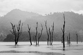 Arbres morts dans un réservoir à Khao Sok, en Thaïlande. sur Johan Zwarthoed
