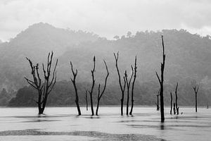Tote Bäume in See in Khao Sok, Thailand von Johan Zwarthoed