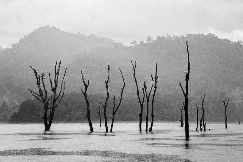Dode bomen in stuwmeer in Khao Sok, Thailand van Johan Zwarthoed