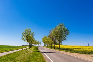 Straße mit Bäumen an einem blühendem Rapsfeld bei Sildemow