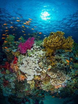 Jardin de corail, récif de Shark et Yolanda, Mer Rouge 2 sur René Weterings