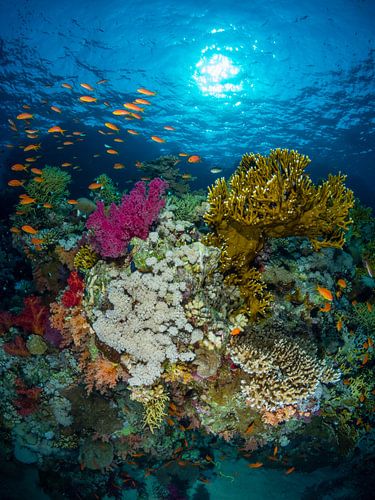 Coral garden, Shark and Yolanda reef, Red Sea 2