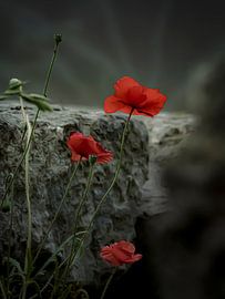 CLAPROOS by Willemijn Wolthaus