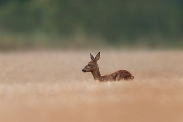 a roe deer doe (Capreolus capreolus) sits on a harvested wheat field by Mario Plechaty Photography