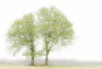 Tweeling bomen in voorjaarskleed