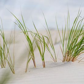 Seegras im weißen Sand von Norderney von Catrin Grabowski