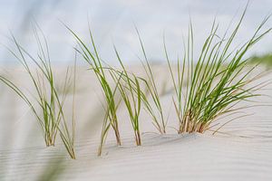 Seegras im weißen Sand von Norderney