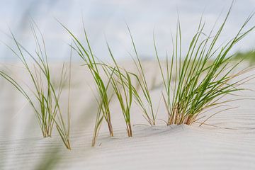 Herbes marines dans le sable blanc de Norderney sur Catrin Grabowski