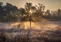 Boom in de mist