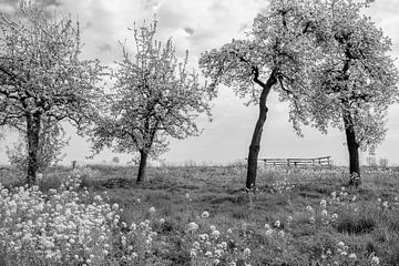 Blossom in the trees, flowers in the grass. Beautiful on, for example, seamless wallpaper or as an artFrame by Josine Claasen