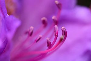 Une macro image d'un certain nombre de mashers