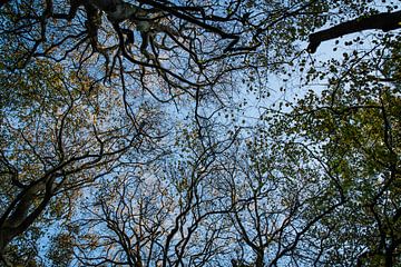 Blauwe lucht in het bos van Linsey Aandewiel-Marijnen