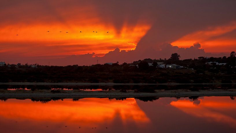 Flamingo sunset von Marina Nieuwenhuijs