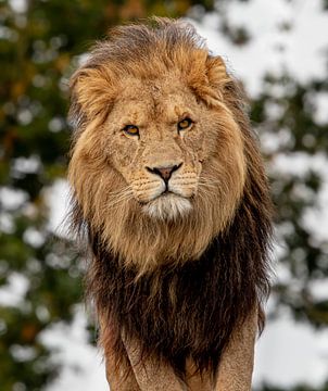 Lion. by Wouter Van der Zwan