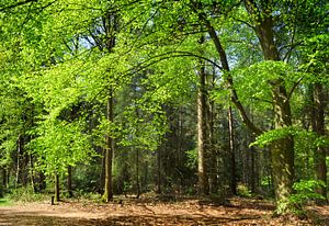 La forêt de hêtres au printemps