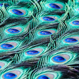 blauwe pauwenogen,peacock,bird, feathers von Manon van Veen