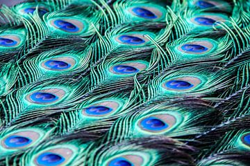 blauwe pauwenogen,peacock,bird, feathers van Manon van Veen