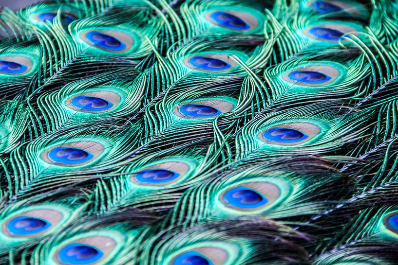 blauwe pauwenogen,peacock,bird, feathers von Manon van Veen