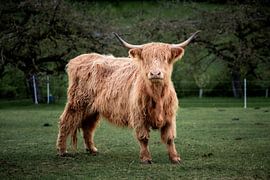 Schottisches Hochlandrind