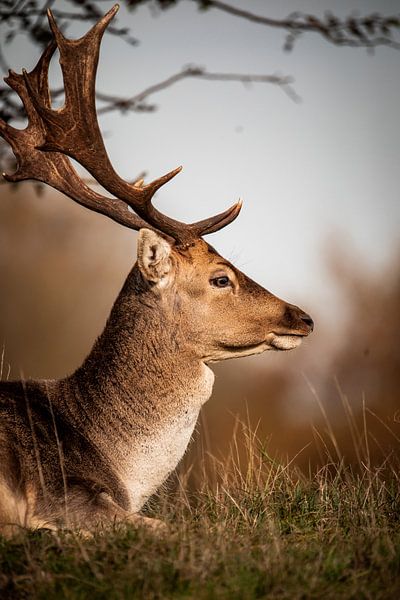 Daim dans la nature par Design Wall Arts