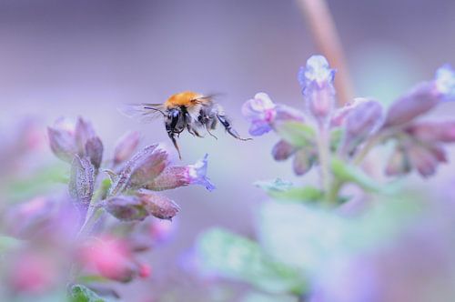 Het bloemetje en de bij...