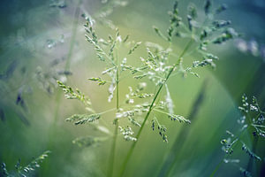 gras