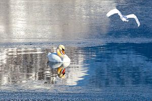 Ein eleganter Schwan