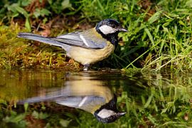 Mésange charbonnière (Parus major)