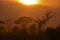 Zonsondergang in Amboseli National Park (Kenia)
