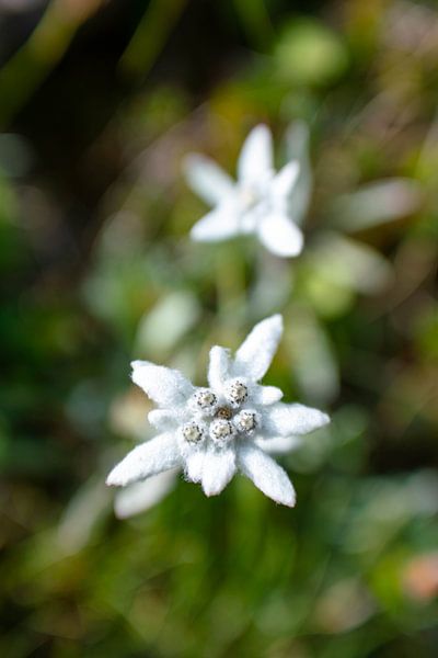 Edelweiss in South Tyrol by Leo Schindzielorz
