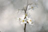 Fleur blanche par Lucia Kerstens Aperçu