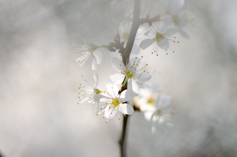 Fleur blanche par Lucia Kerstens