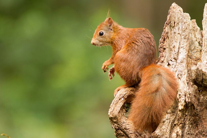 Eekhoorn in het bos van Marianne Jonkman