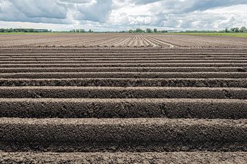 Aardappelruggen in een Nederlands polderlandschap van Ruud Morijn