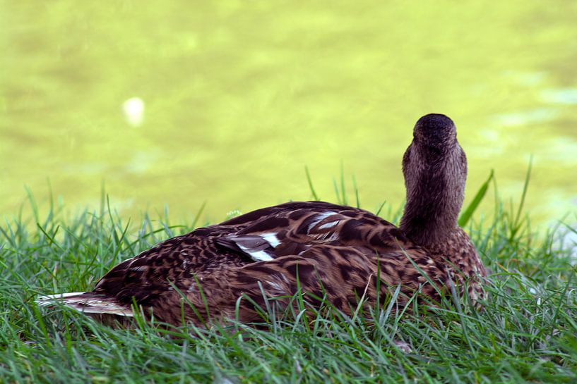 DE - Baden-Württemberg : Ich bin eitel / I am vain van Photoart-Naegele