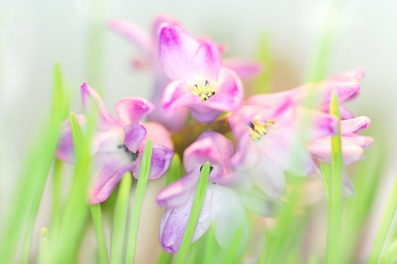 Hyacinth in pastel by Marlies Prieckaerts