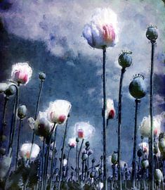 Shine Through by Jacky