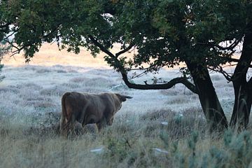 Eenzame Schotse Hooglander op de heide.2 van Daniëlle Eibrink Jansen