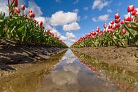 Tulpen