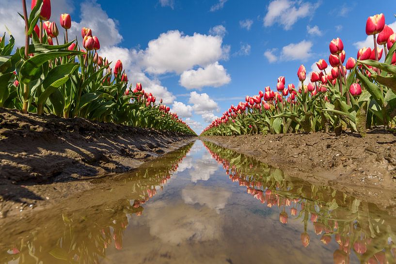 Tulipes par Ellen van den Doel