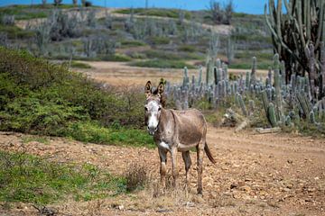 Donkey in the deserted landscape beyond Washikemba Bay by Pieter JF Smit