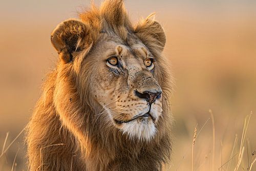 Majestueuze Leeuw in Gouden Avondlicht