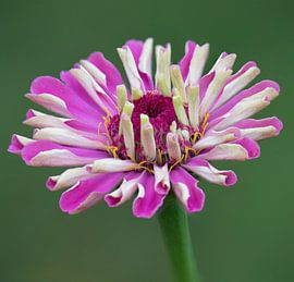 Roze zinnia von Ingrid Ronde