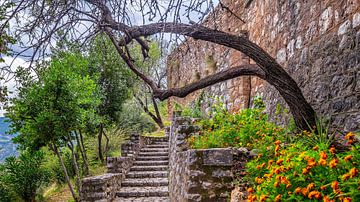 Overhangende boom bij Griekse ruïne. van Jaap Bosma Fotografie