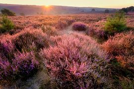 Vor dem Morgengrauen von Bram de Jong