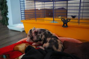 geschecktes Minischweinchen in Handaufzucht